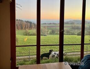 H-und.ch: Die Schweiz mit Hund erleben