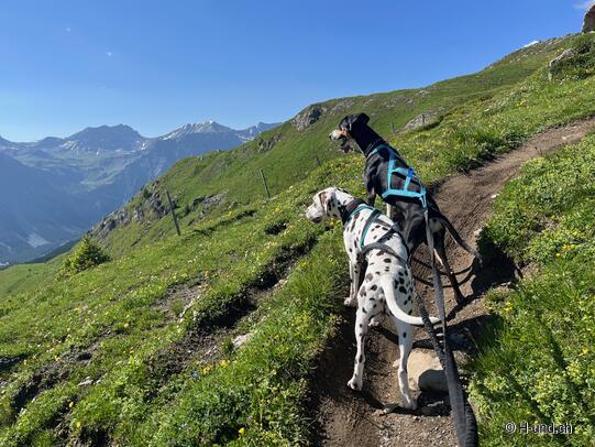 Fitt für die Wandersaison:Vorbereitung mit Hund
