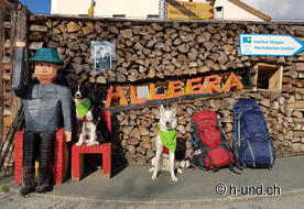 Due cani stanchi al mattino presto.