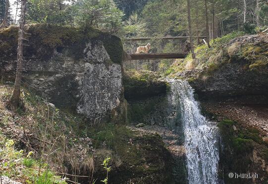 Tösswald - Buri waterfall - Scheidegg - Hüttchopf bull pasture